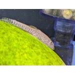 Yellow Fin Hillstream Loach Pseudogastromyzon fangi - Image 2