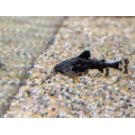 Asian Stone catfish Eresthistes jerdoni - Image 2