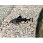 Asian Stone catfish Eresthistes jerdoni - Image 1
