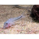 Coast Catfish Scleromystax prionotus - Image 1