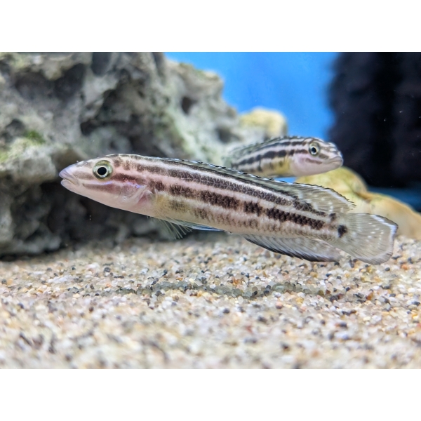 Julidochromis Regani "Zambia" The Fish Barn