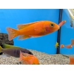 Tangerine Peacock - Image 2