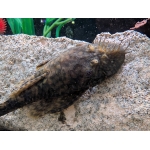 Paraguay Bristlenose Pleco - Image 1