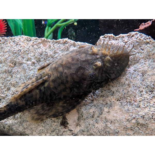 Paraguay Bristlenose Pleco (Ancistrus sp. Rio Paraguay) The Fish Barn