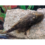 Paraguay Bristlenose Pleco - Image 3