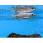 Pearl Arowana - Image 3