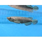 Pearl Arowana - Image 1