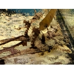 Wood Grain Whiptail catfish F1 - Image 1