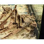 Wood Grain Whiptail catfish F1 - Image 2
