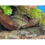 Apistogramma sp.D37 F1 Gill Spot - Image 2