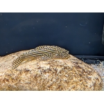 Tiger Hillstream Loach - Image 2