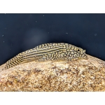 Tiger Hillstream Loach - Image 1