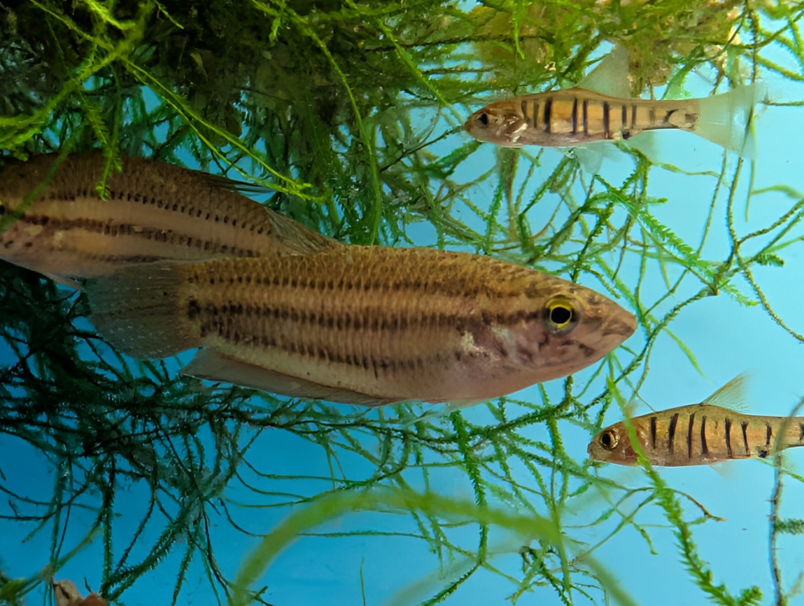 Betta Edithae – The Fish Barn