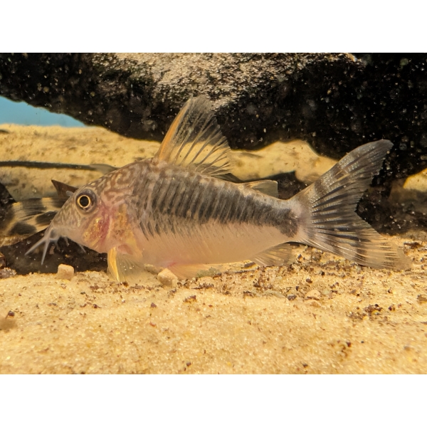 Brochis seussi: Seuss Catfish The Fish Barn