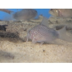 Smudge Spot Catfish - Image 2