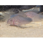 Smudge Spot Catfish - Image 1