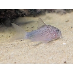Smudge Spot Catfish - Image 3