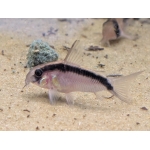 Skunk Catfish - Image 1