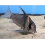Colossus Catfish - Image 3