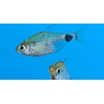 African Moon Tetra - Image 2