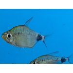 African Moon Tetra - Image 1