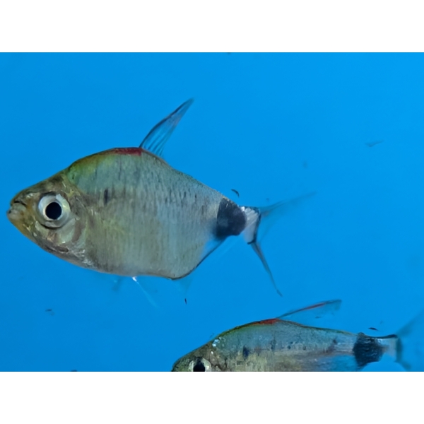 Bathyaethiops breuseghemi: African Moon Tetra The Fish Barn