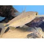 Spot Tail Robber Tetra Brycinus imberi: - Image 3