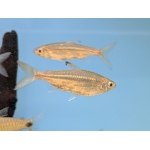 Sharptooth Tetra - Image 1