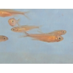 Fantastic Tetra Price is 5 for £85.00 - Image 1