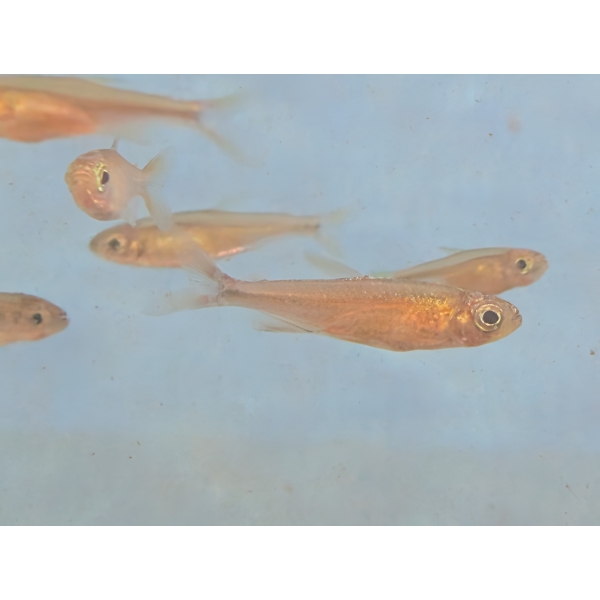 Congo Tetra 'Fantastique' The Fish barn