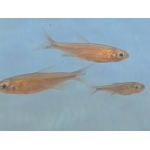 Fantastic Tetra Price is 5 for £85.00 - Image 3