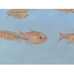 Fantastic Tetra Price is 5 for £85.00 - Image 2