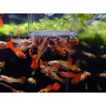 Ziss Feeding Cup - Image 3