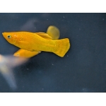 Gold Molly - Image 1