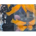 Gold Molly - Image 2