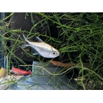 Gold Tetra Hyphessobrycon saizi - Image 1