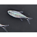 Blue Laser Tetra Hemigrammus saizi The Fish Barn - Image 1