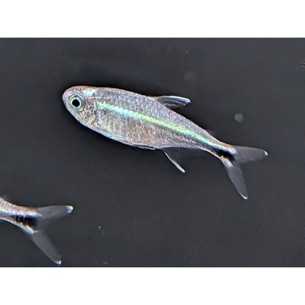 Blue Laser Tetra Hemigrammus saizi The Fish Barn