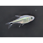 Blue Laser Tetra Hemigrammus saizi The Fish Barn - Image 3