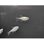 Blue Laser Tetra Hemigrammus saizi The Fish Barn - Image 2