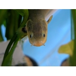 Reed Fish Erpetoichthys Calabaricus - Image 4