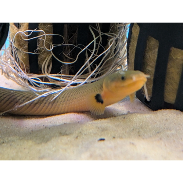 Reed Fish Erpetoichthys Calabaricus The Fish Barn