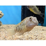 Eretmodus marksmithi Kigoma Wild Caught - Image 1