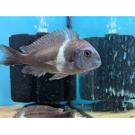 Tropheus duboisi Kigoma Wild Caught - Image 3