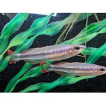 Madagascan Rainbowfish - Image 3