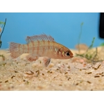 Scarlet Badis Dario dario - Image 1