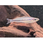 Madagascan Rainbowfish - Image 5
