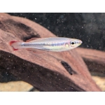 Madagascan Rainbowfish - Image 1