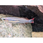 Madagascan Rainbowfish - Image 4