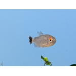Red Eye Tetra - Image 3